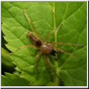 Clubiona phragmitis - Sackspinne m01.jpg